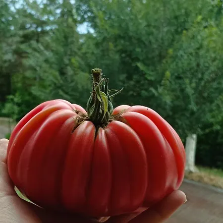 7 Olmi Bologna فندق مبيت وإفطار 4*