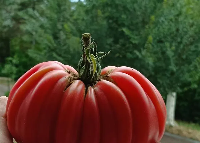 7 Olmi Bologna فندق مبيت وإفطار 4*